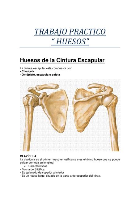 Trabajo practico Huesos