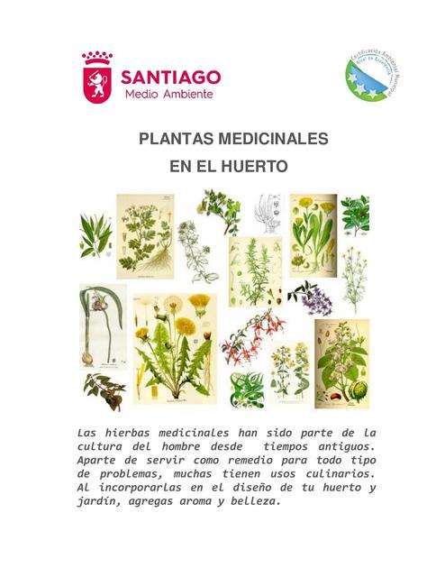 Plantas Medicinales en el Huerto 