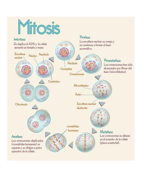 Mitosis 