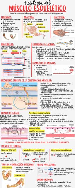 Músculo esquelético