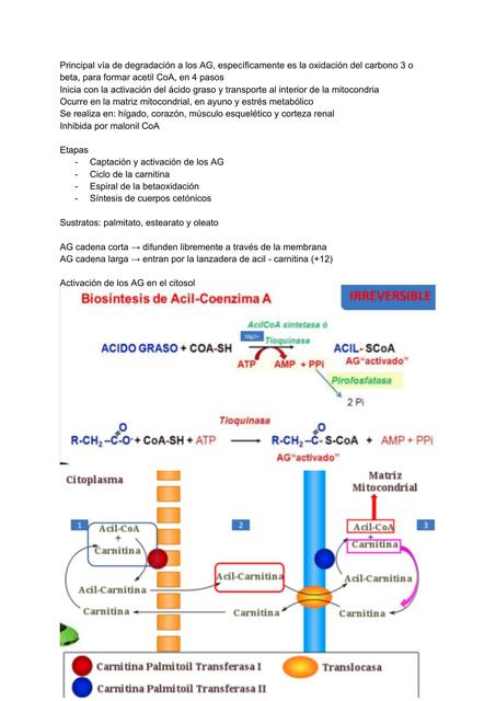 Beta oxidación