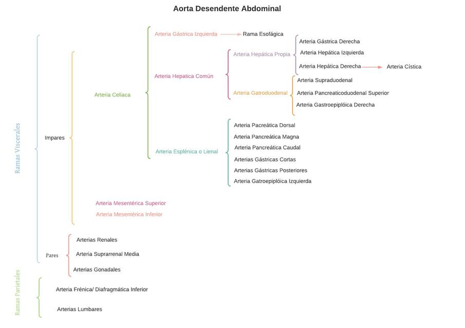 Aorta Descendente Abdominal  