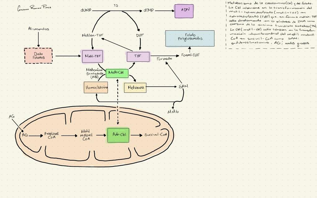 Metabolismo de la cobalamina 