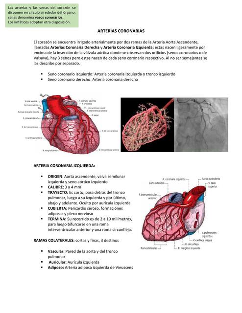 Arterias Coronarias