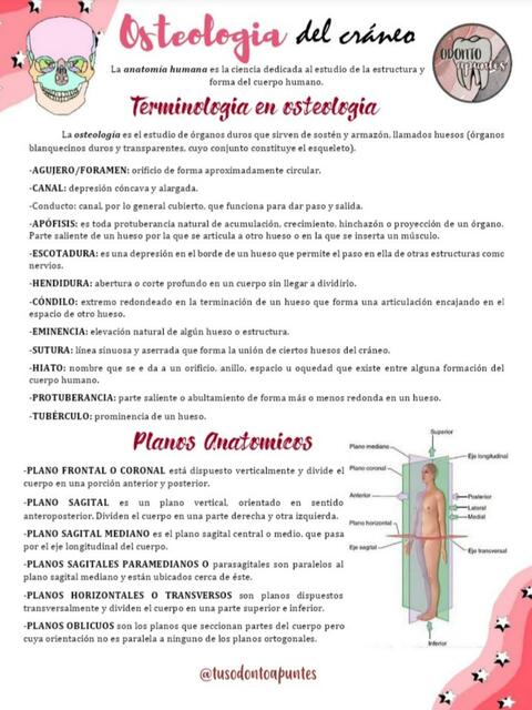 Osteología Del Cráneo