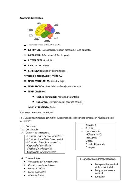 Anatomía del Cerebro 