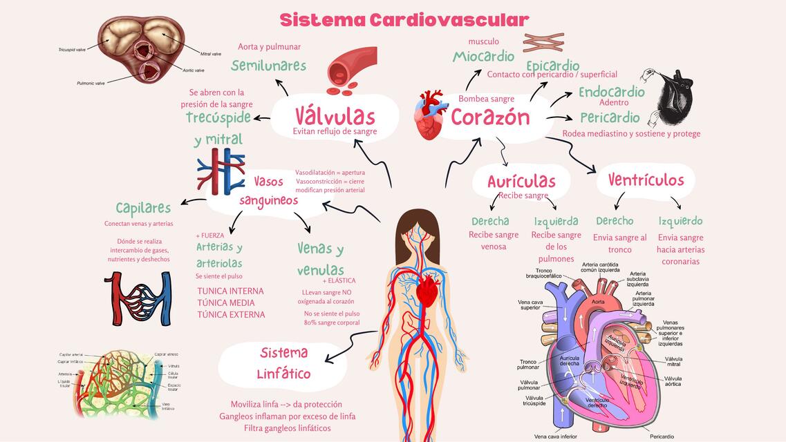 Mapas  Mentales  Anatomía  