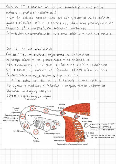 Guía Embriología