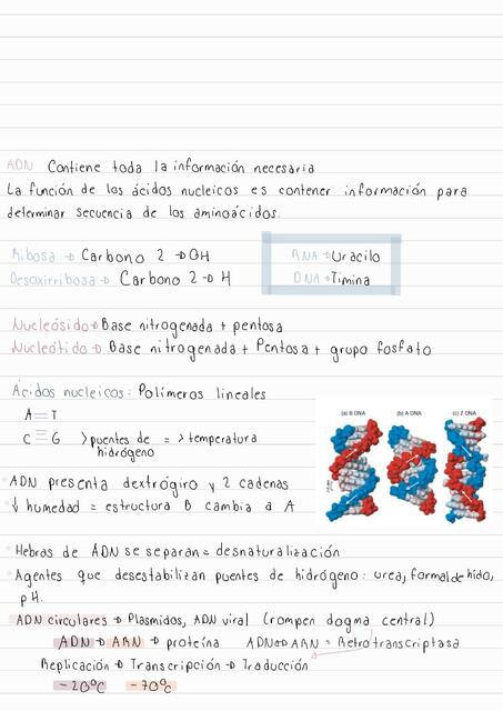 Biología molecular apuntes