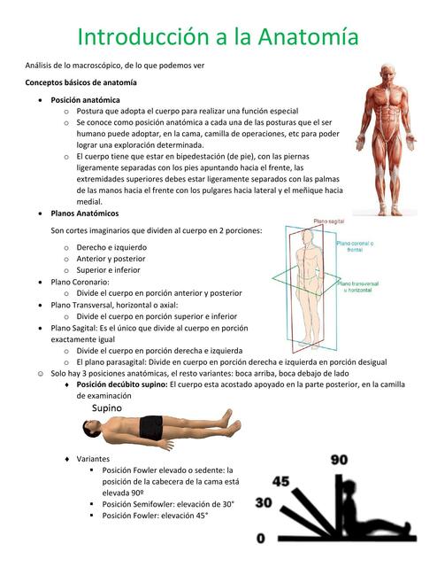 Introducción a la Anatomía mis apuntes