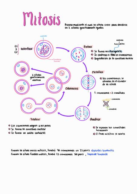 Mitosis