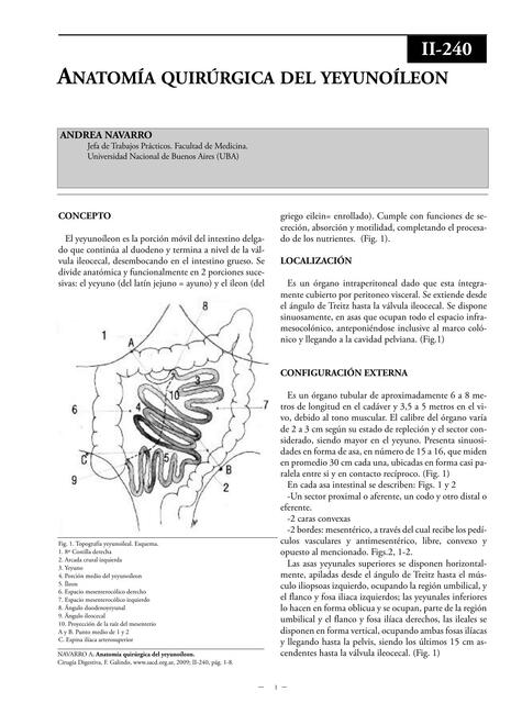 Anatomía Quirúrgica del Yeyuno Íleon 