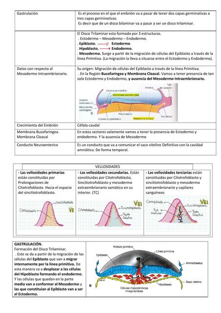 Embriología: 3ra semana