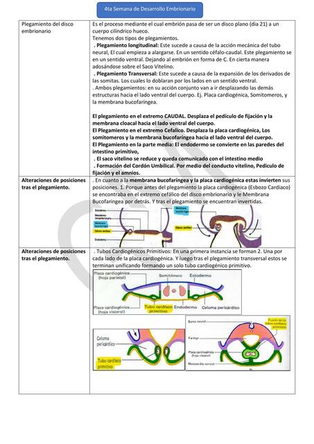 Embriología: 4ta semana de desarrollo embrionario