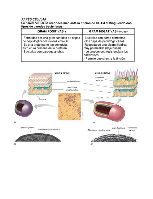 Pared Celular biología celular