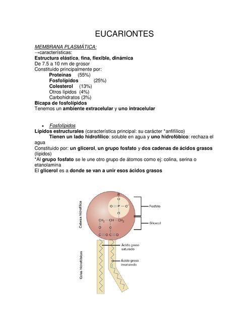 Eucariontes