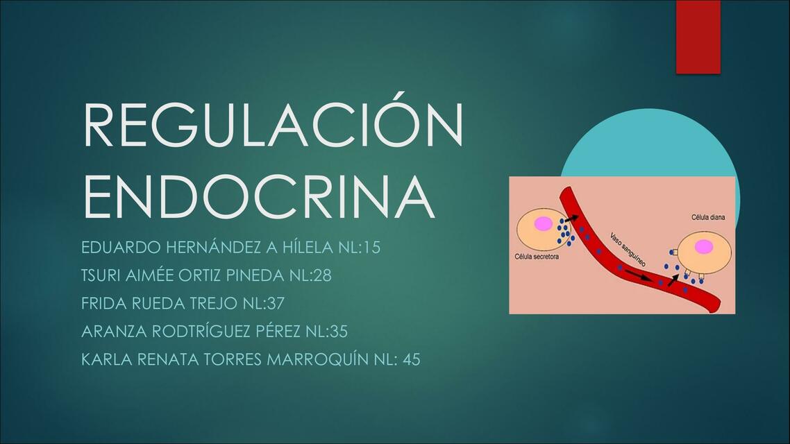 Regulación endocrina