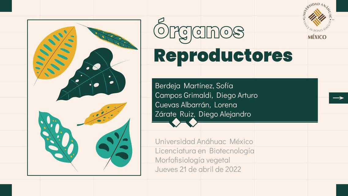 Órganos Reproductores Morfoﬁsiología vegetal 