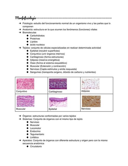 Morfofisiología humana 