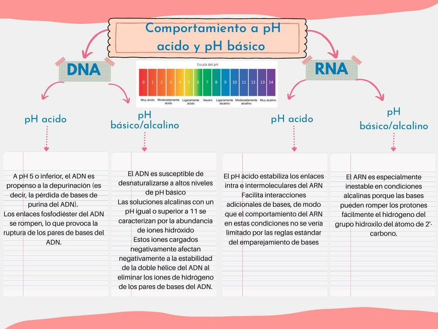 Comportamiento a pH Ácido y pH Básico 