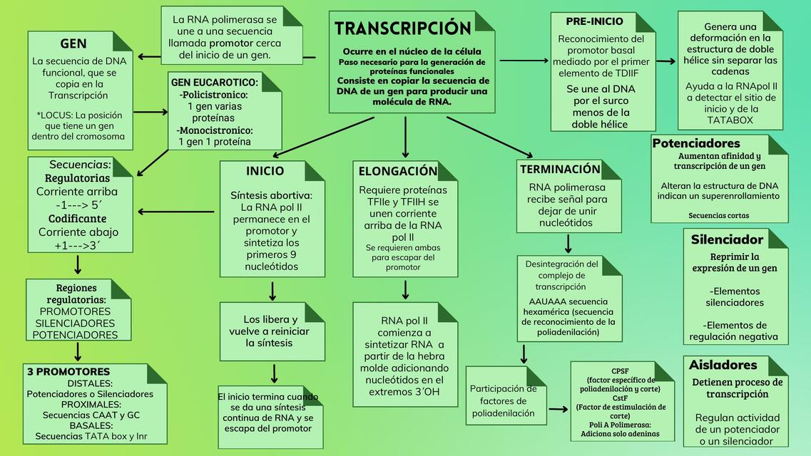 Transcripción