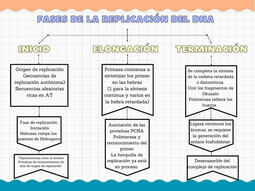 Fases de la Replicación del DNA