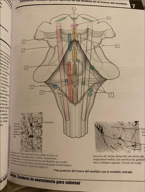 Vista posterior del tronco del encéfalo con el cerebro retirado