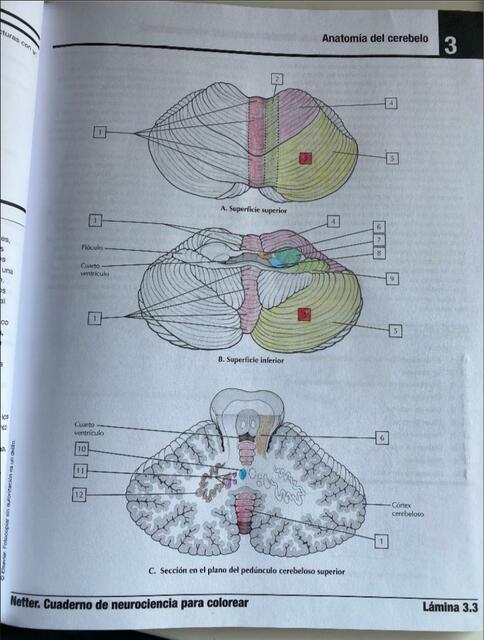 Vista dorsal del cerebro desplegado