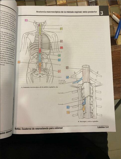 Anatomía macroscópica de la medula espinal