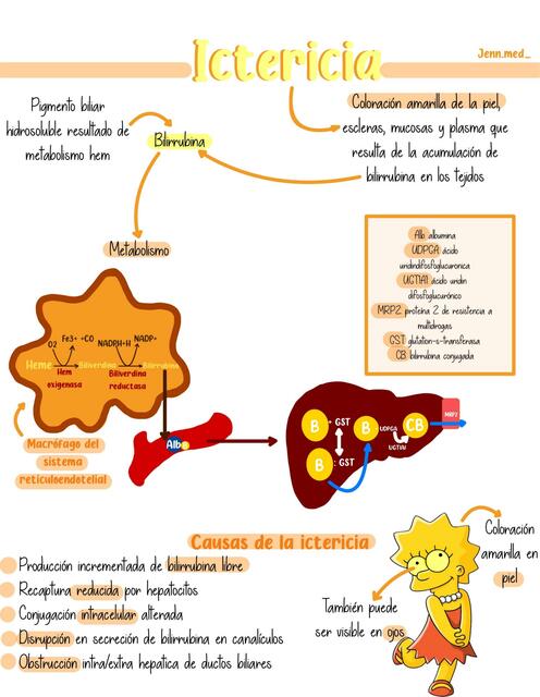 Ictericia y Metabolismo Bilirrubina