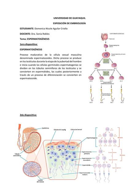 Espermatogénesis  Doménica  Aguilar