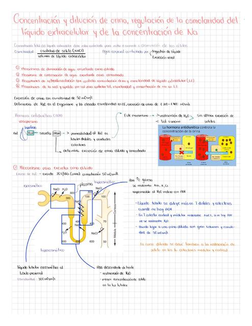 Concentración y dilución de la orina  