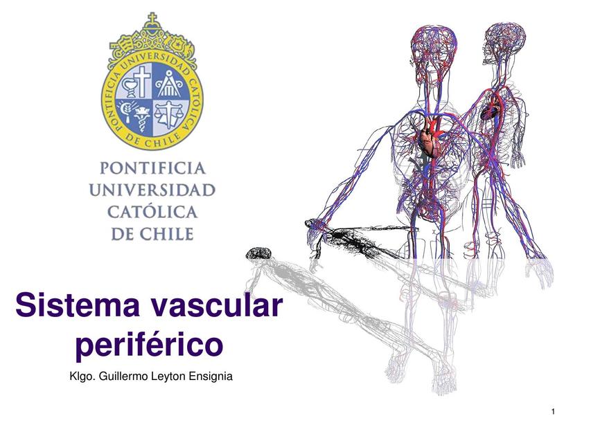 Sistema vascular periférico 