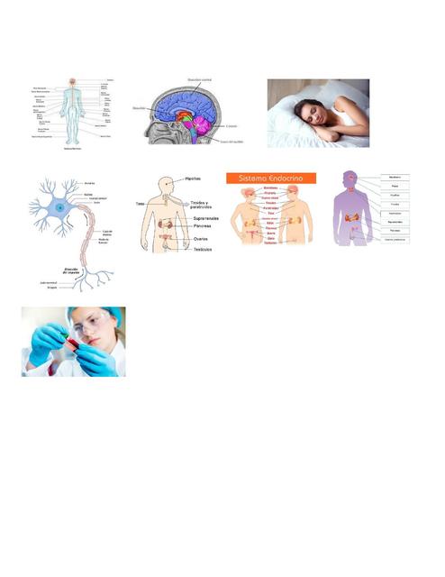 Sistema endocrino   