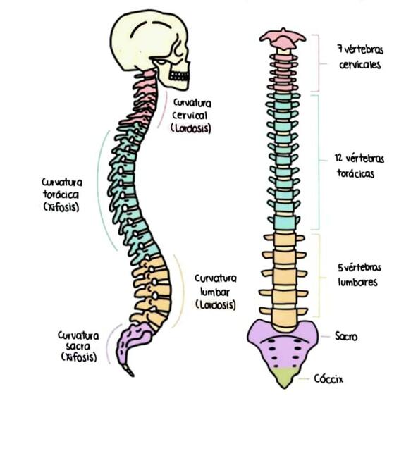 Columna Vertebral 