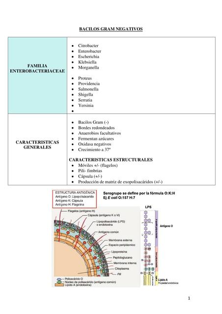 Bacilos Gram Negativos 