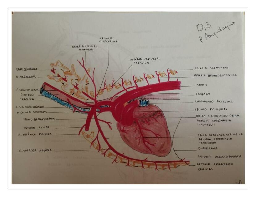 Angiología- Corazón