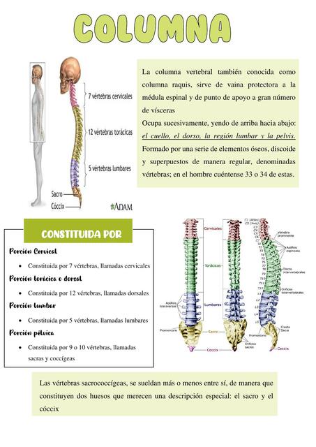 Columna  Vertebral - Anatomía 