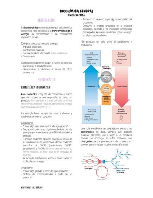 Bioenergética