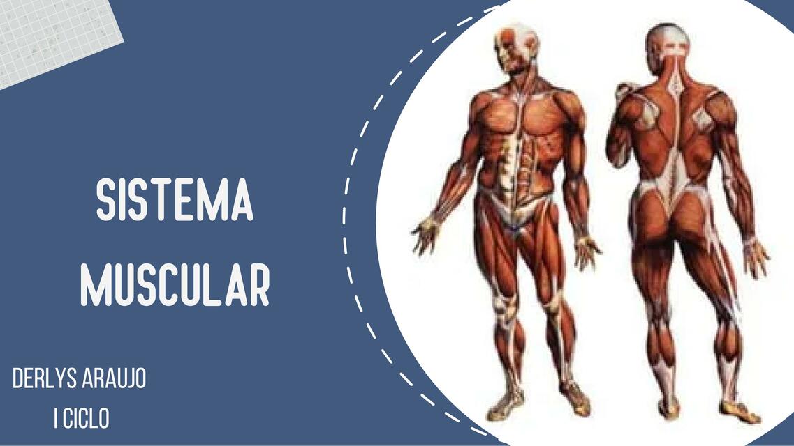 Sistema Muscular 