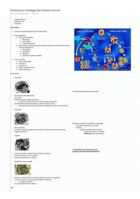 Anatomía e Histología del sistema inmune 