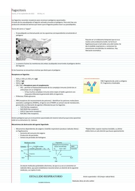 Fagocitosis