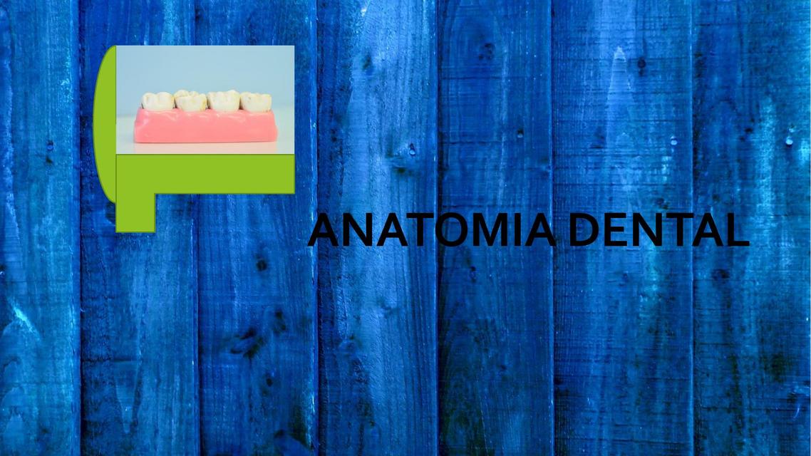 Anatomía dental  