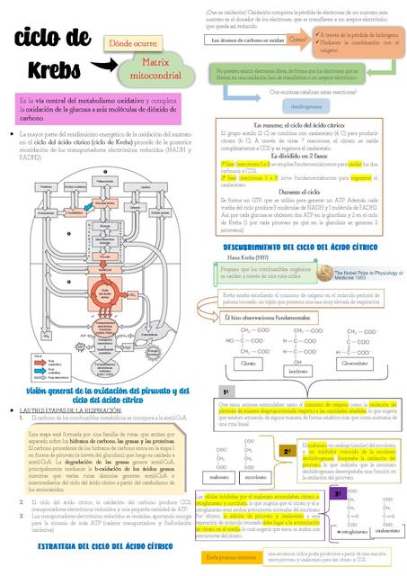 Ciclo de krebs 