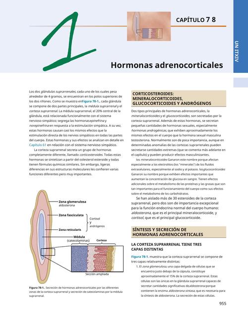 Hormonas Adrenocorticales 