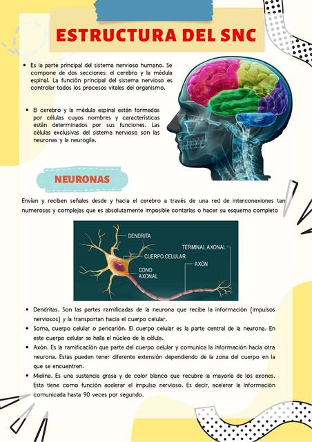 Estructura  Del SNC