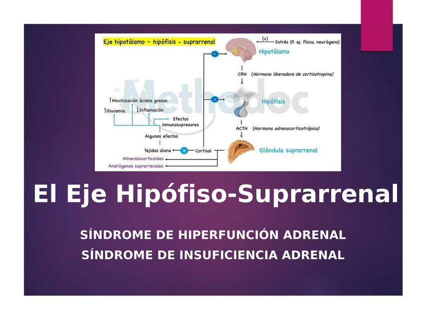 El Eje Hipófiso-Suprarrenal