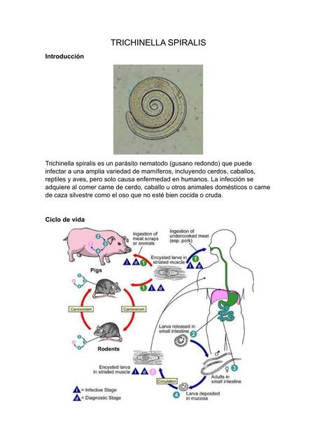 Trichinella spiralis