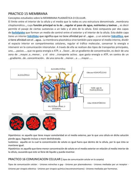 Membrana Plasmática o Celular