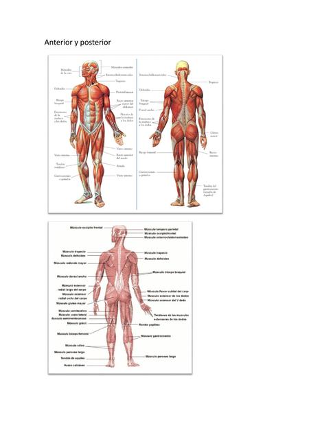 Cuerpo humano y  posiciones   